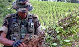 A Colombian soldier examines a coca plantation (Image from Getty)